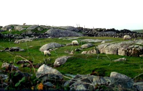 Sheep grazing rocky Connemara, copyright M.S. Shaffer 1995